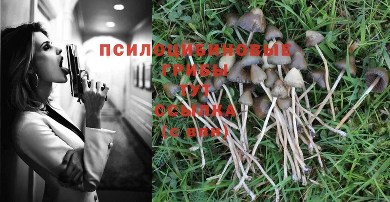 Псилоцибиновые грибы Psilocybine cubensis  продажа наркотиков  Звенигово 